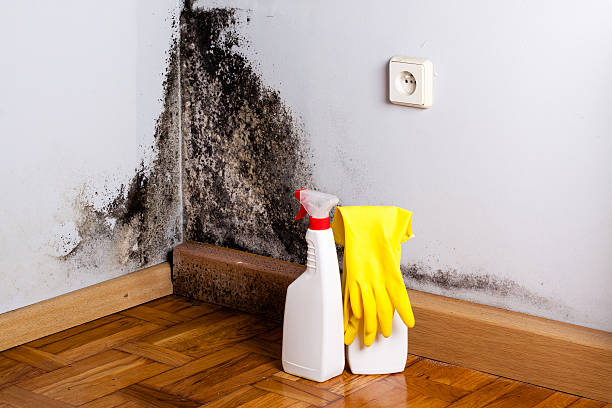 Best Post-Flood Mold Remediation in Lake Don Pedro, CA