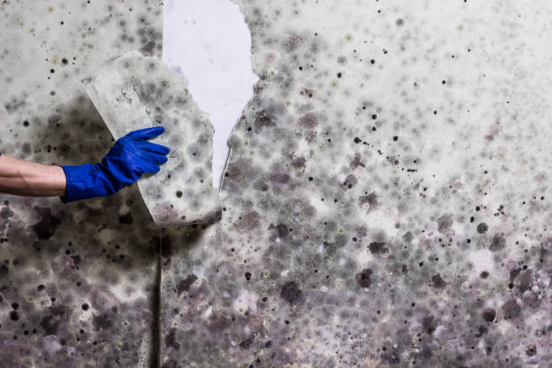 Best Kitchen Mold Remediation in Lake Don Pedro, CA