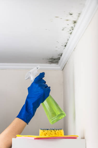 Best Localized Mold Remediation (e.g., coastal areas, humid climates) in Lake Don Pedro, CA